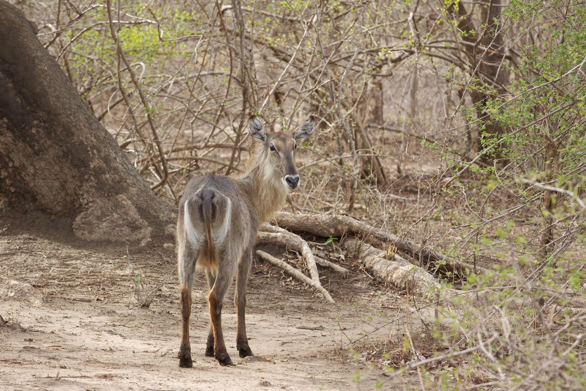South luangwa 45