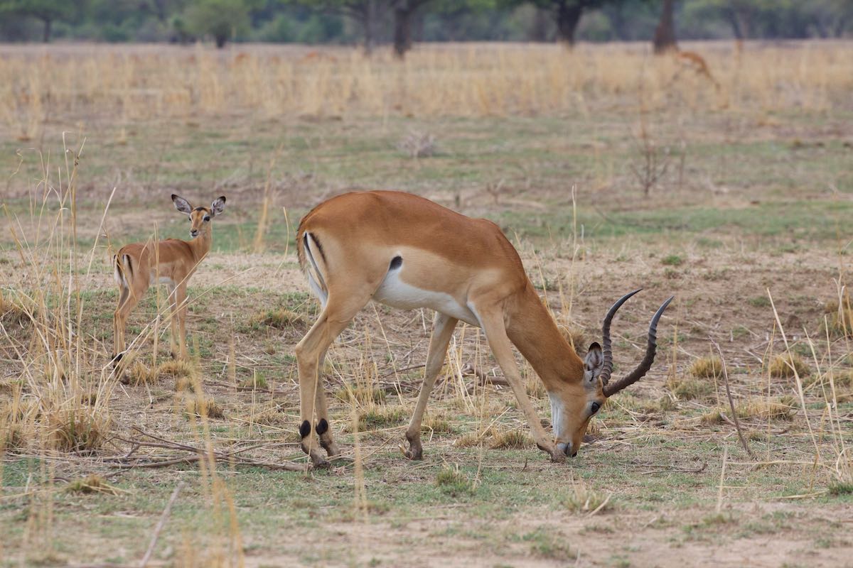 South luangwa 56